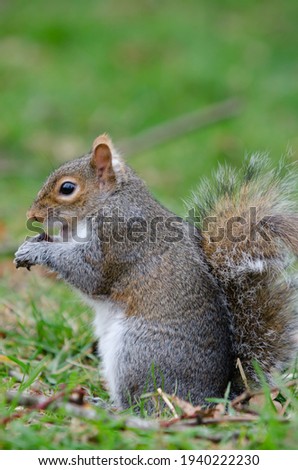 Brown and red squirrel eating a raisin in close-up