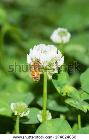 Bee collecting pollen on a white flower