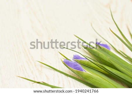Four iris flower on white background with copy space,
