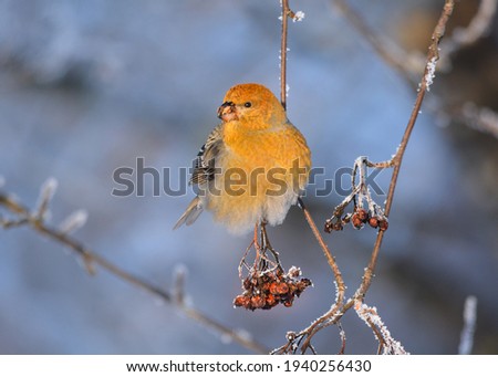 Pine grosbeak (Pinicola enucleator) eating berries in the winter Royalty-Free Stock Photo #1940256430