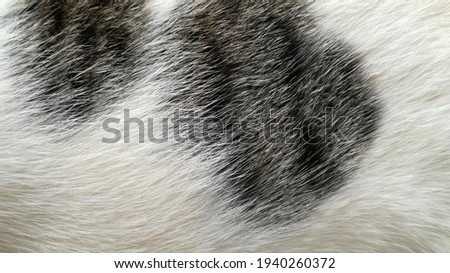 Natural black and white fur as a background,wool texture background.