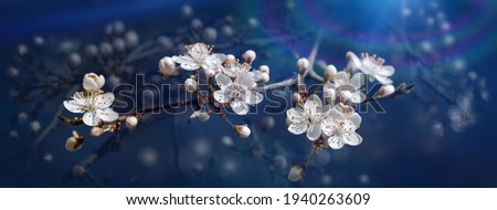 Spring nature background. Beautiful panoramic picture of wild plum tree buds and flowers on dark blue background close up macro. Awesome nature floral spring banner or greeting card.