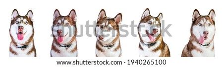 A photo of a female Siberian Husky Brown and white Multiple personalities in one picture Has made a die cut from the original image together On a white background.
