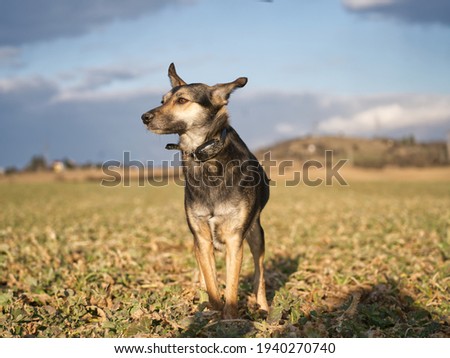 Dog standing in beautiful nature 