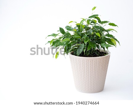 Indoor plant ficus benjamin in a pot on an isolated white background. Water drops on the leaves. Place for your text. Royalty-Free Stock Photo #1940274664