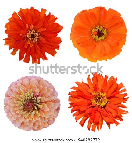 Ablooming zinnia daisies with clipping path