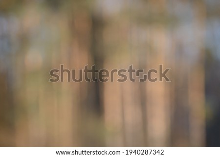 Beautiful soft creamy forest bokeh background. Defocused wild nature wallpaper. Blurred natural abstract image of sky and trees colored with sunlight.