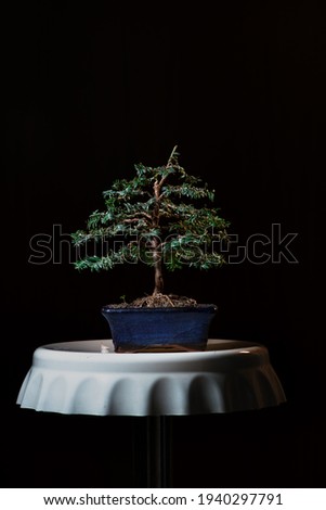 young yew bonsai in a glazed blue pot on black background