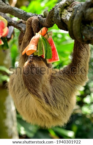 A sloth eating fruits on the tree.