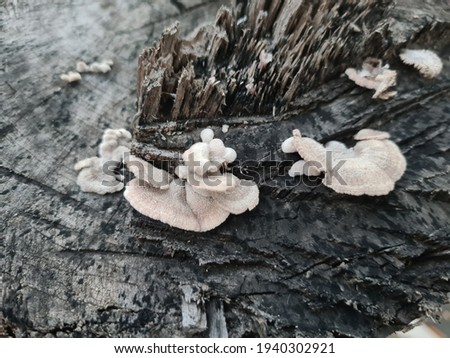 Mushroom in wood at forest