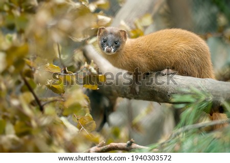 Siberian weasel (Mustela sibirica) or kolonok is a medium-sized weasel native to Asia. Weasel builds its nest inside fallen logs. Wild animal on a tree log. Close up portrait in natural environment Royalty-Free Stock Photo #1940303572