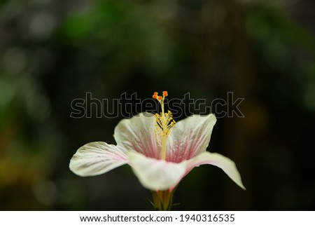 close up photo of flower with focus on flower essence