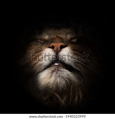 Portrait of a cat on a black background