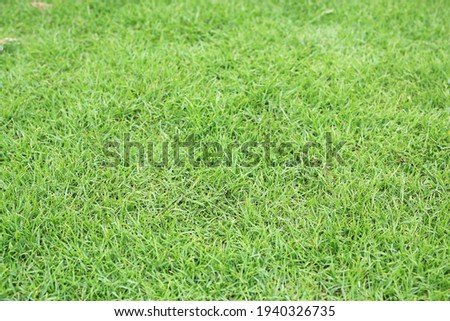 Green grass texture as background. Selective focus