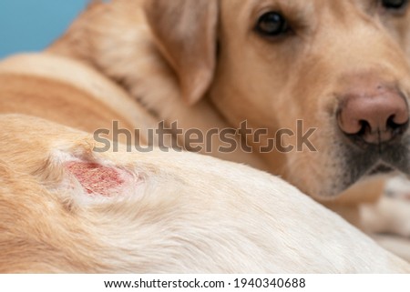 Eczema on the skin of a dog. Allergic reaction of an animal. Royalty-Free Stock Photo #1940340688