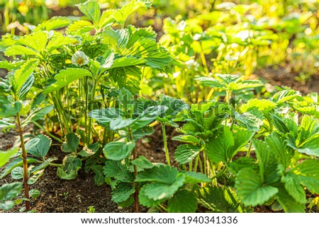 Industrial cultivation of strawberries. Bush of strawberry with flower in spring or summer garden bed. Natural growing of berries on farm. Eco healthy organic food horticulture concept background
