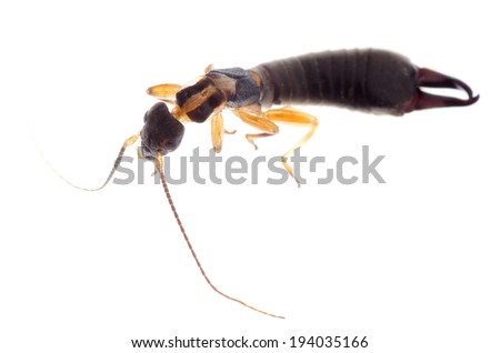 insect specimen, earwig bug, isolated on white.