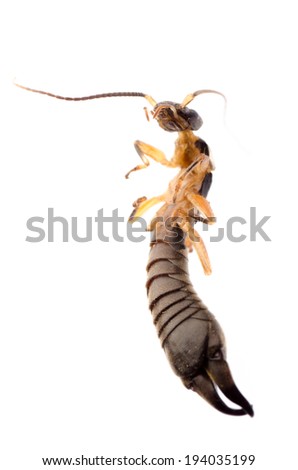 insect specimen, earwig bug, isolated on white.