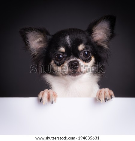 Little dog, Chihuahua hold white banner