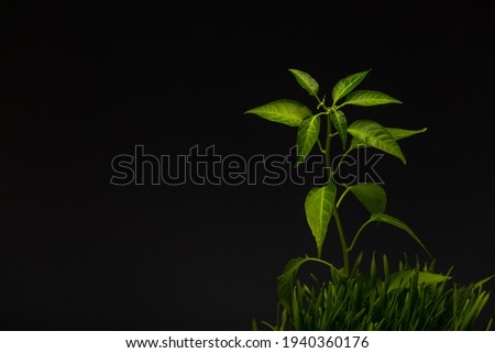 Green grass with a growing plant with dark background as a symbol of cultivation on the field. Earth day theme, protection of ecosystem plan.