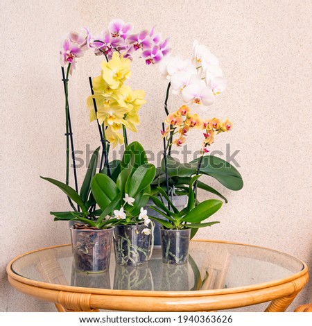 Blooming orchids on the balcony. Home plants, floriculture. Royalty-Free Stock Photo #1940363626