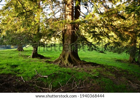 big tree puts down strong roots on a lush green meadow, picture in the country in switzerland, summer time, hiking
