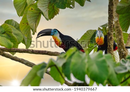 Channel-Billed Toucans, Trinidad  Tobago. Exotic Birds during feeding time. 