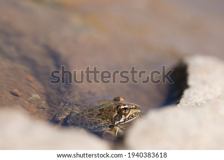 The frog  sitting in the water