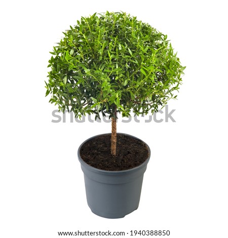 Ficus Microcarpa isolated on white background. Ginseng Bonsai Grower Pot