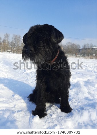 Walking dog in snowy winter