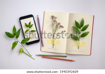 Collection of green plant parts attached to  notebook sheets as idea for herbarium, scientific study, eco trend photo. Pencils nearby notebook and smartphone with plant picture on it.