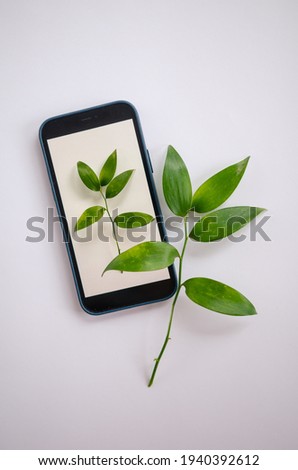Green plant branch with leaves and smartphone with plant picture on it as idea for herbarium, scientific study, eco trend photo. White background.