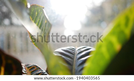 Plants in pots indoors getting sun