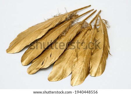 bird feathers in shades of gold,macro, photographed close up, top view, macro,on white background