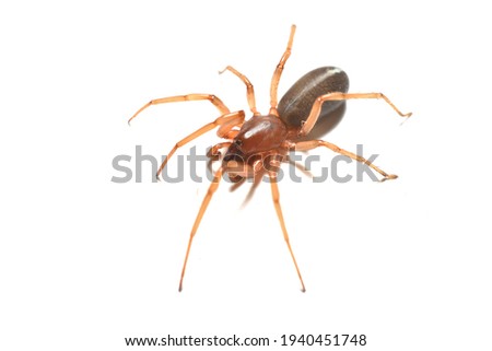 Closeup picture of the woodlouse hunting spider Harpactea spec. (Araneae: Dysderidae) a common European house spider photographed on white background.