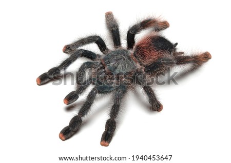 Closeup picture of the common pinktoe tarantula Avicularia avicularia, possibly morphotype 6 (Araneae: Theraphosidae), from Guyana, photographed on white background.