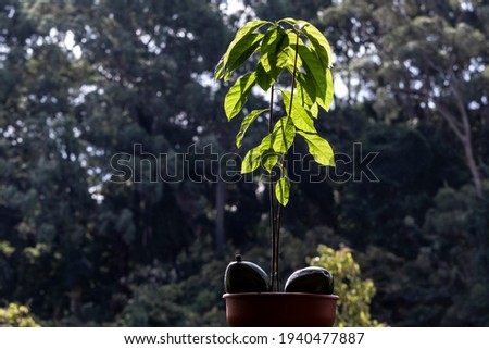 Avocado seedling and fruits in a vase in Brazil