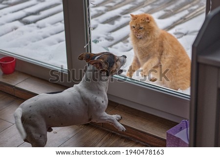 the frightened cat defends and attacks, the red kitten arches its back in fear of the dog, on the other side of the glass door of the terrace, pets walking on the street Royalty-Free Stock Photo #1940478163