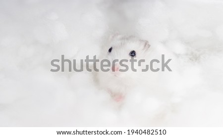 fluffy white hamster among white clouds
