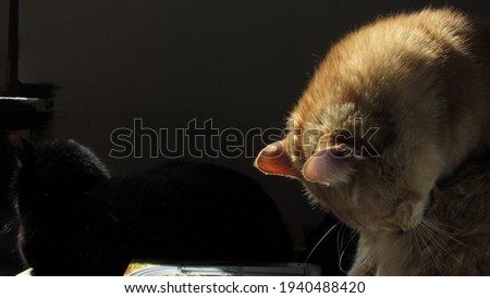 Fluffy orange cat grooming itself 