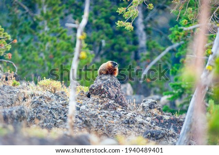 Yellow-Bellied Marmot sitting on a rock in Yellowstone National Park