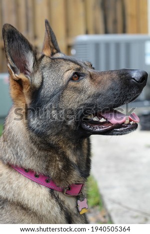 Close-up of a beautiful purebred German Shepard adult dog, blurred background.