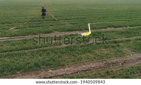 Farmers irrigate wheat in the fields of the North China Plain