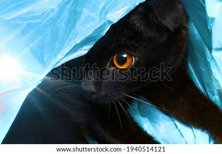 Black cat with yellow eyes is hiding in a blue plastic bag. Black cat is playing hide and seek. 