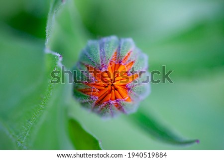 Close-up of the bud of a marigold (calendula) in top view with blurry background