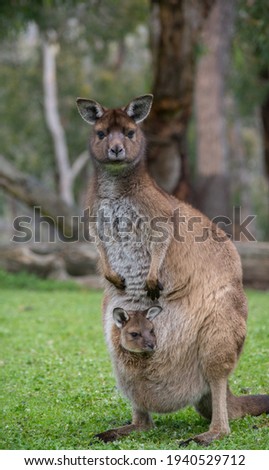 Kangaroo and joey in the outback