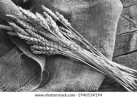 A black and white image of stocks of wheat on a burlap fabric. 