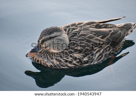 Female mallard duck swimming on a pond during the golden hour.