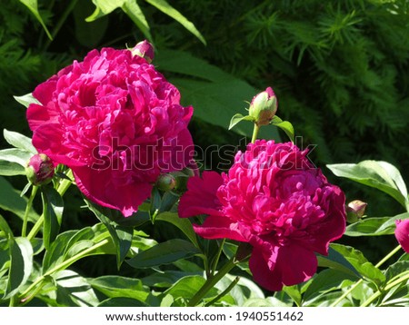 Blooming red peonies on the bush