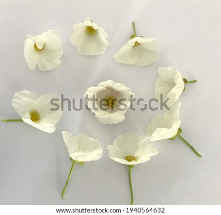 The white flowers is beautiful on the white background